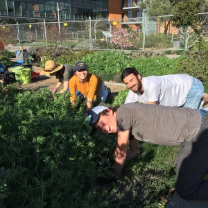 Edible Landscape Learning by Leading Program students