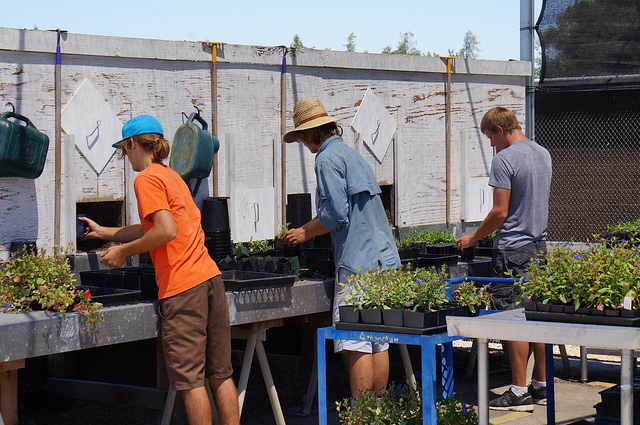 Nursery and Propagation interns tending to plants