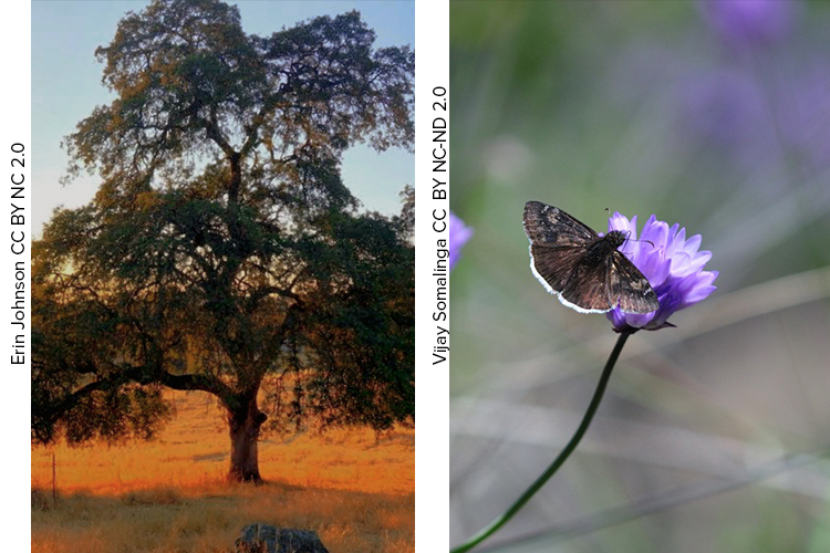 Valley Oak and butterfly