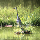 Image of blue heron on floating island