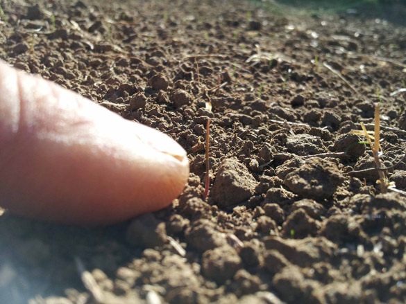 Needlegrass germination