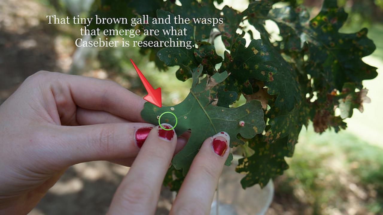 Gall on oak leaf