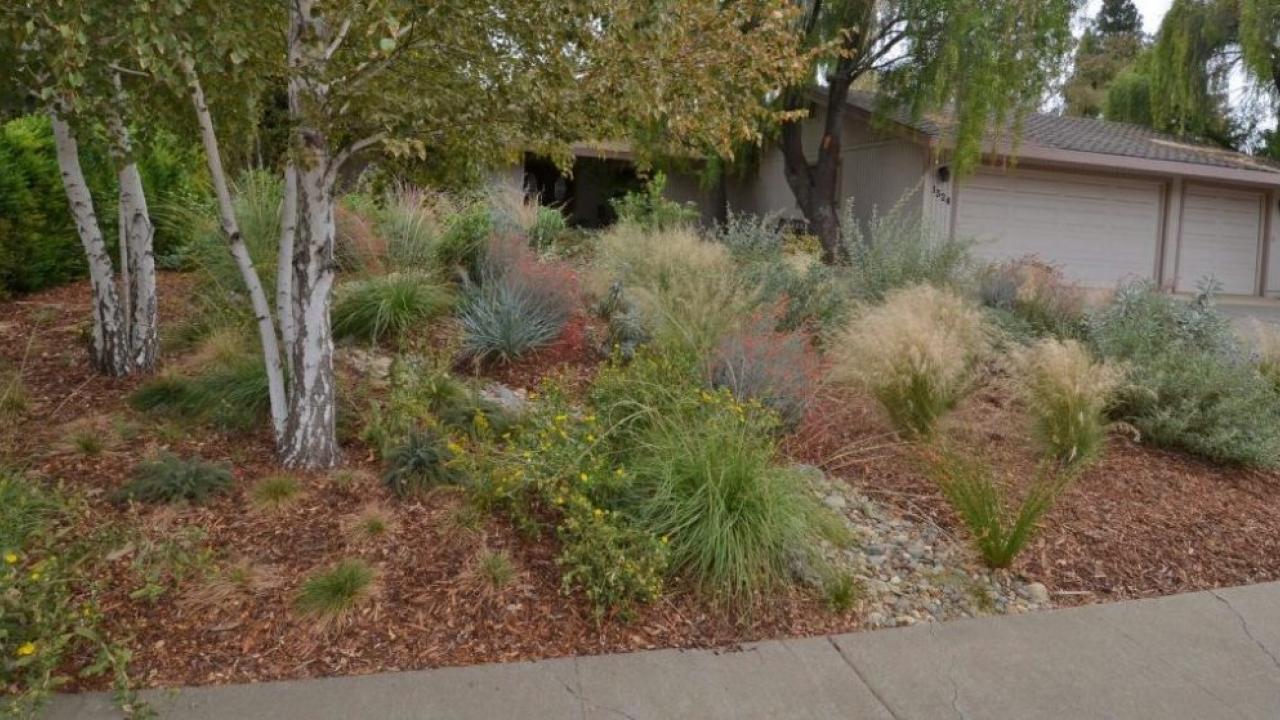 Image of Sid and Randy England's lawn-free front yard planted with California natives to attract beneficial wildlife.