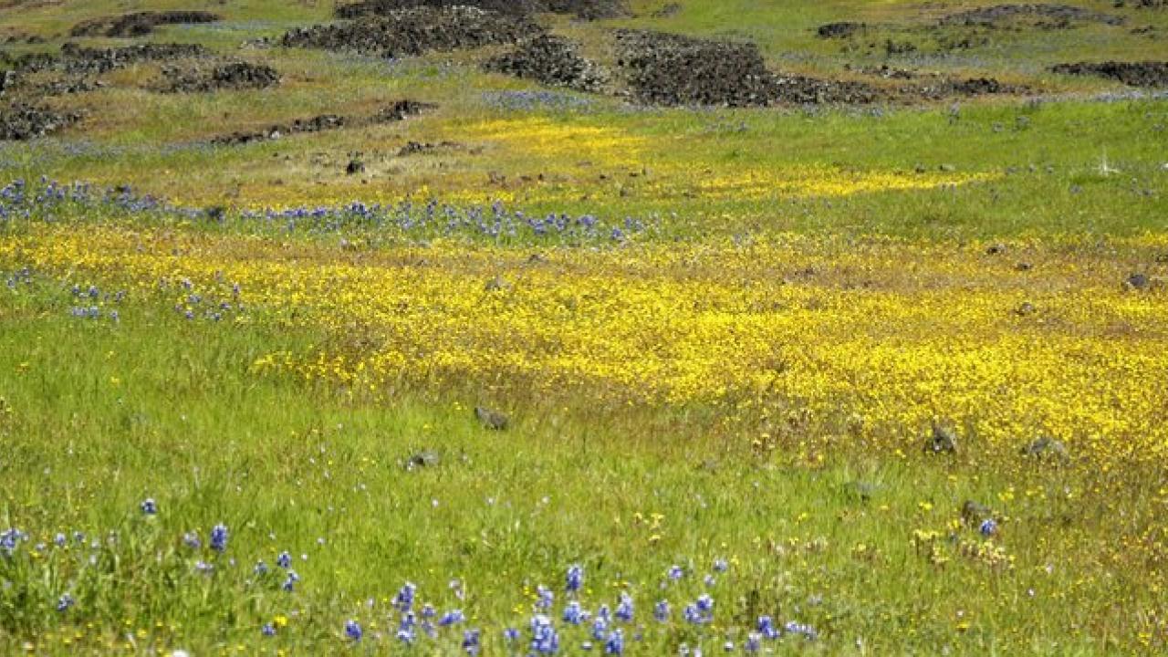 fields of lupine