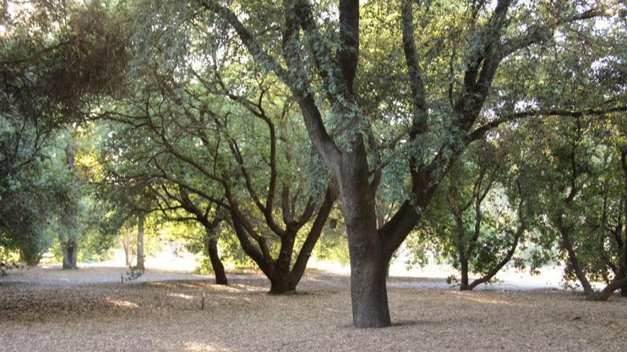 Oak grove