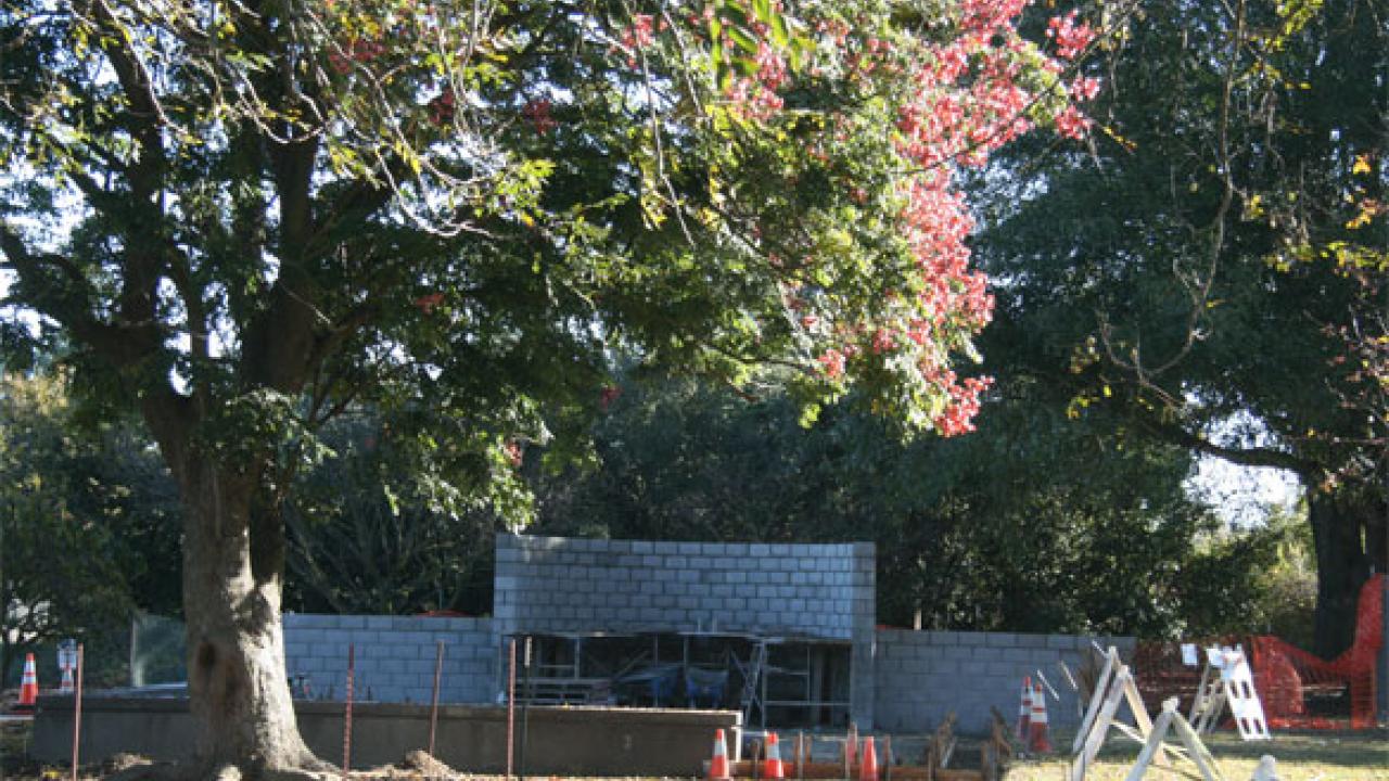 Wall with blooming tree