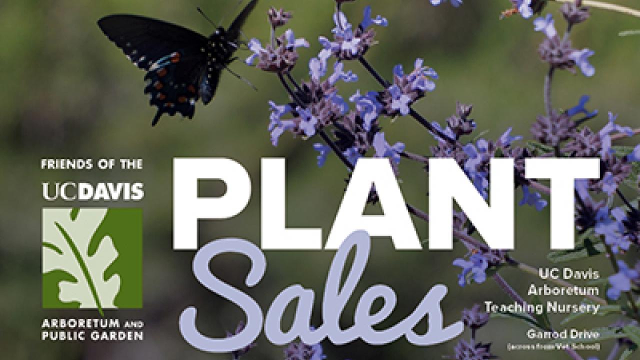 Spring plant sales