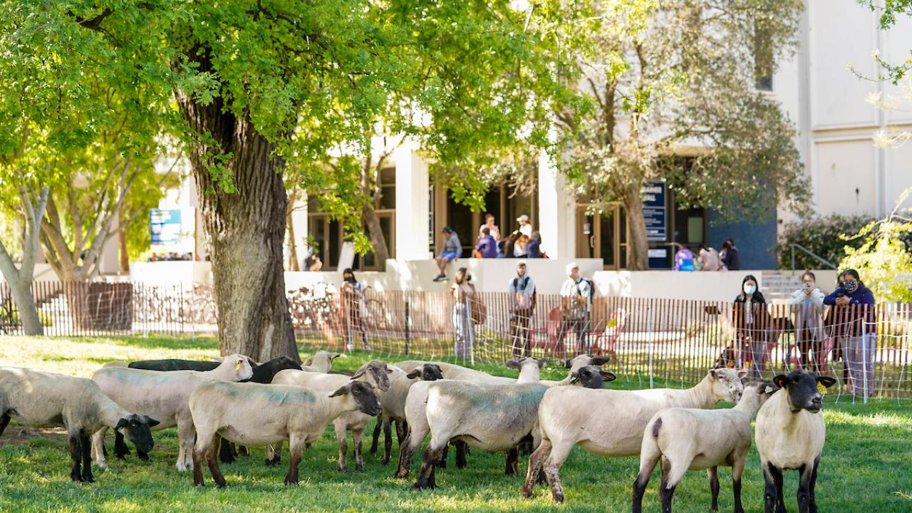 Image of a group of people watching the UC Sheepmowers graze a lawn from the other side of a temporary fence.