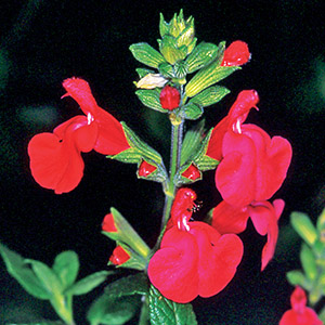 mint bush sage