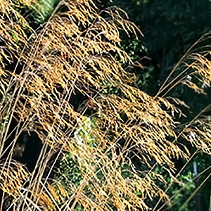 giant feather grass