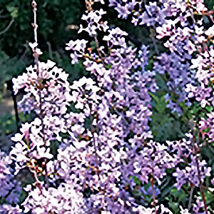cut leaf lilac