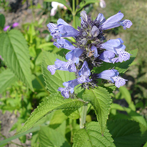 hybrid catmint