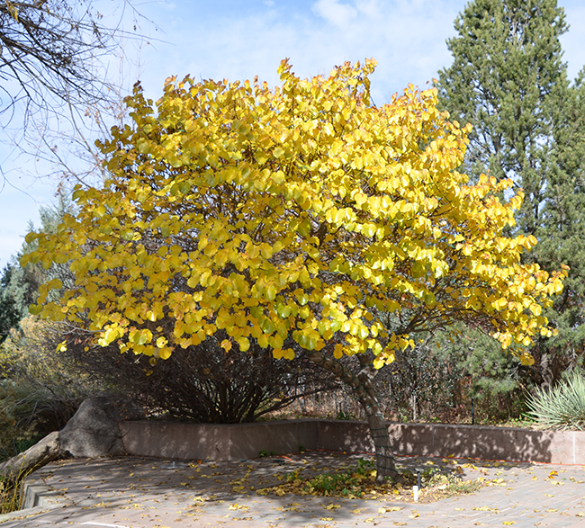 Photo of Cercis canadensis var texensis. Photo of Cercis canadensis var texensis.