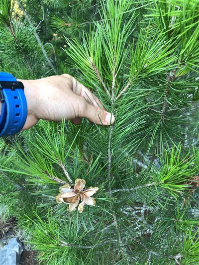 Photo of Pinus remota. Photo of Pinus remota.