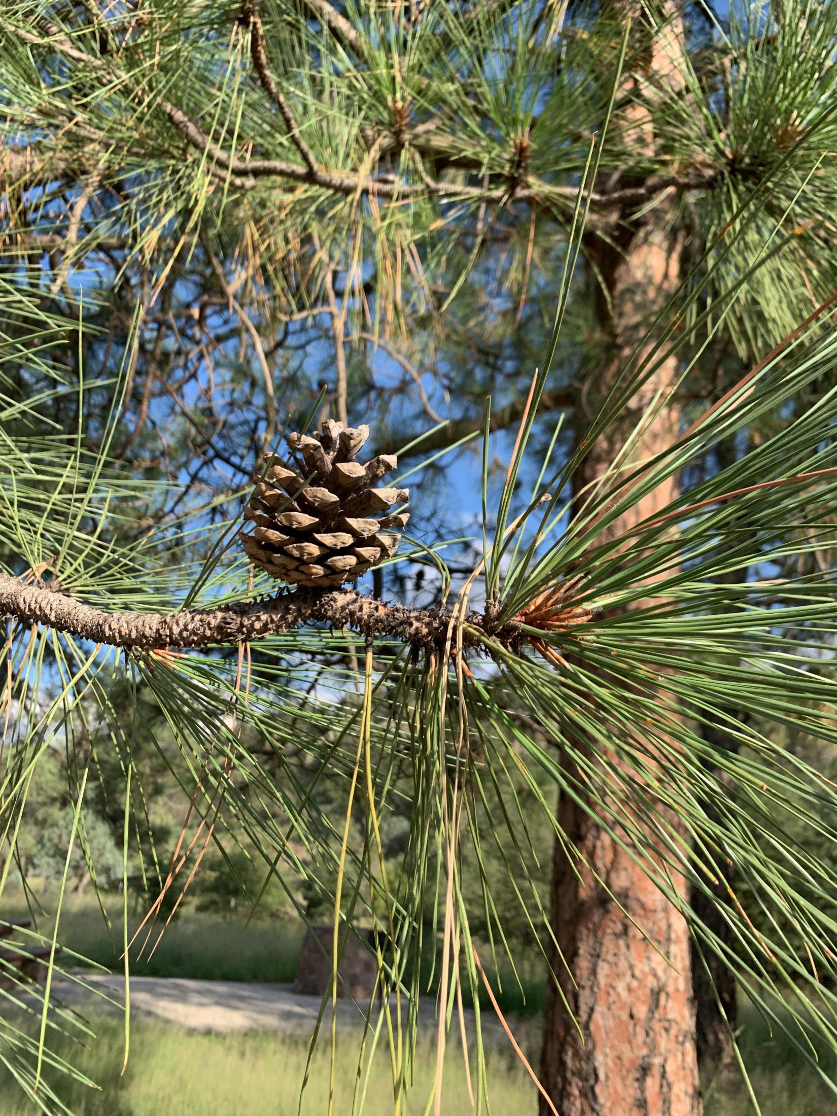 Photo of Pinus ponderosa var. scopulorum. Photo of Pinus ponderosa var. scopulorum.