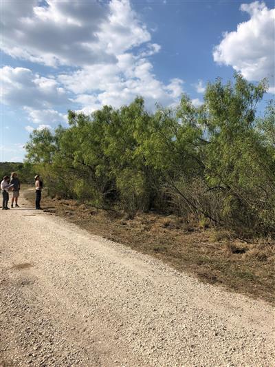 Photo of Prosopis glandulosa. Photo of Prosopis glandulosa.