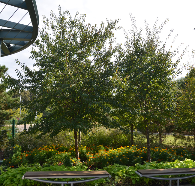 Photo of Prunus mexicana. Photo of Prunus mexicana.
