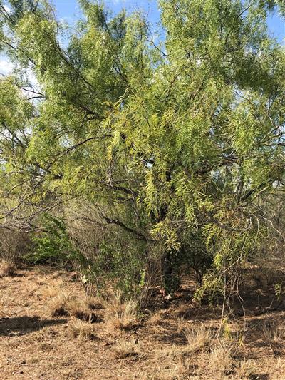 Photo of Prosopis glandulosa. Photo of Prosopis glandulosa.