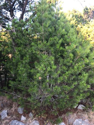 Photo of Pinus remota. Photo of Pinus remota.