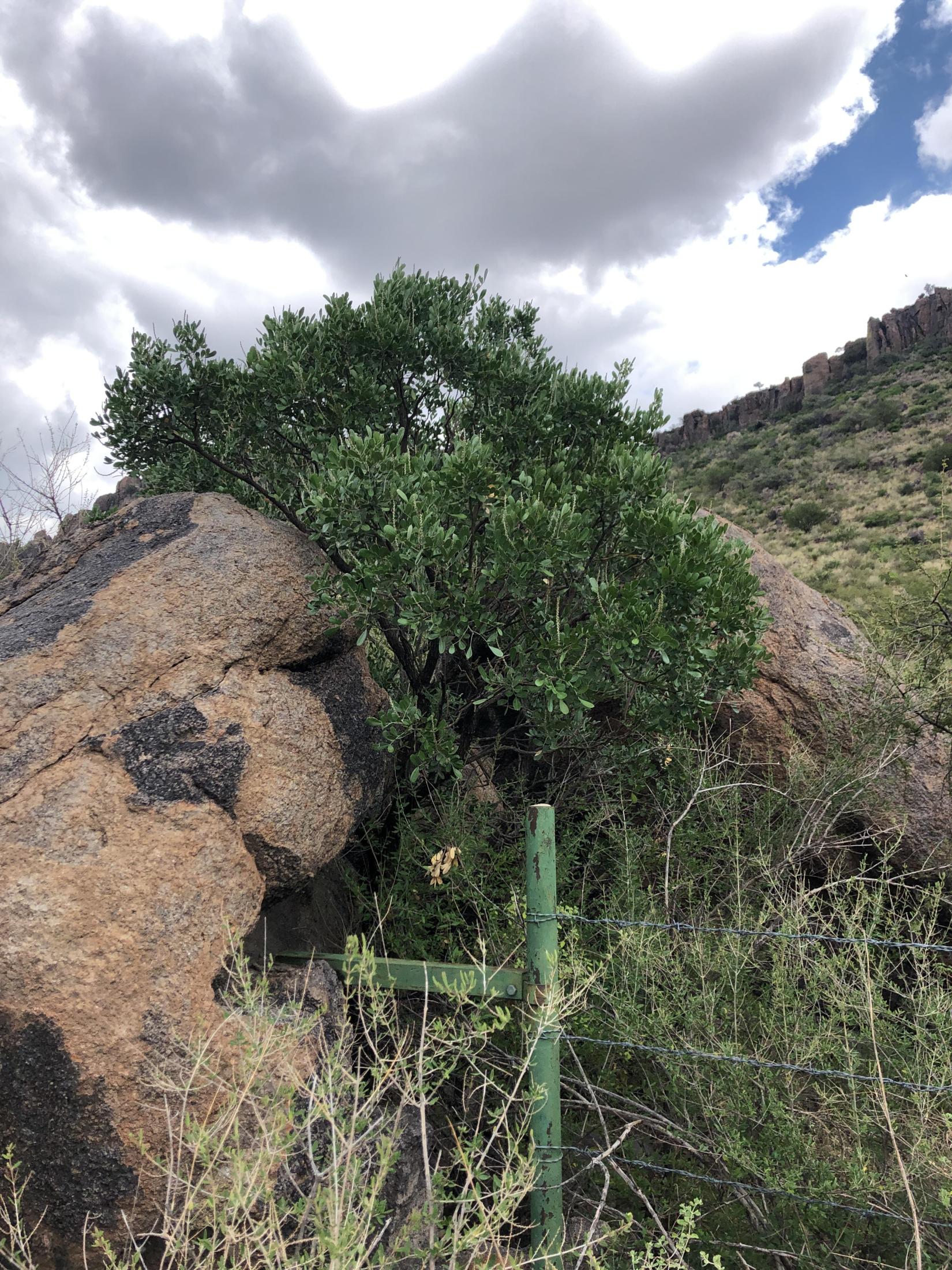 Photo of Dermatophyllum secundiflorum. Photo of Dermatophyllum secundiflorum.