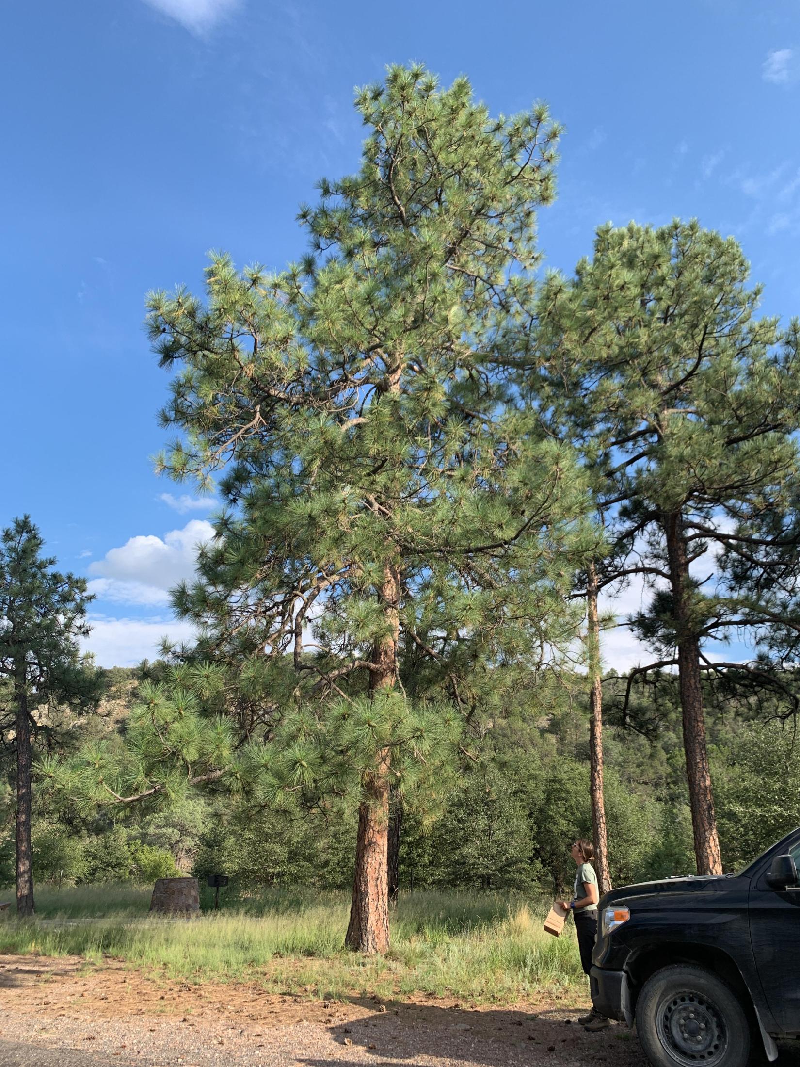 Photo of Pinus ponderosa var. scopulorum. Photo of Pinus ponderosa var. scopulorum.