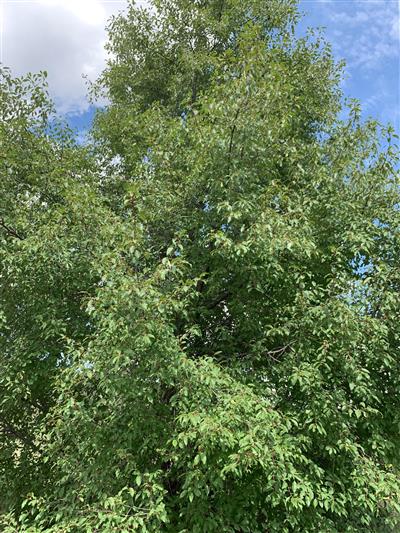 Photo of Prunus serotina var. virens. Photo of Prunus serotina var. virens.
