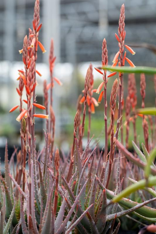 Blue Elf hybrid aloe