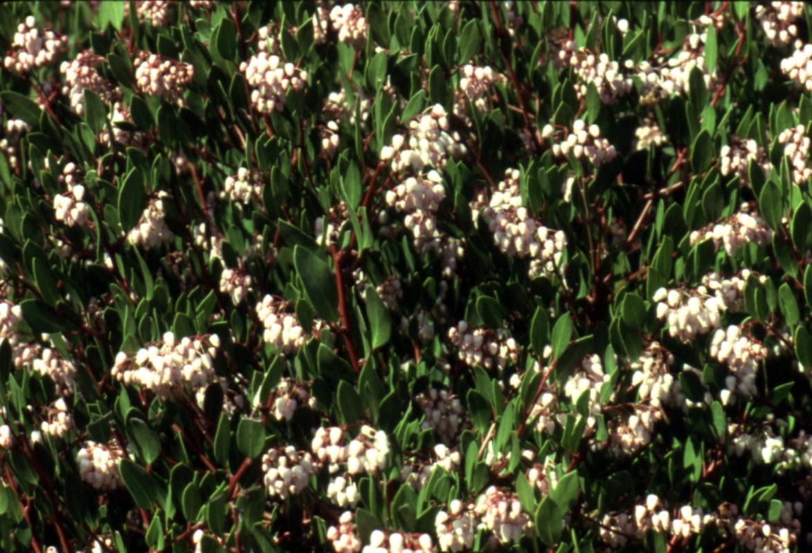 Howard McMinn manzanita