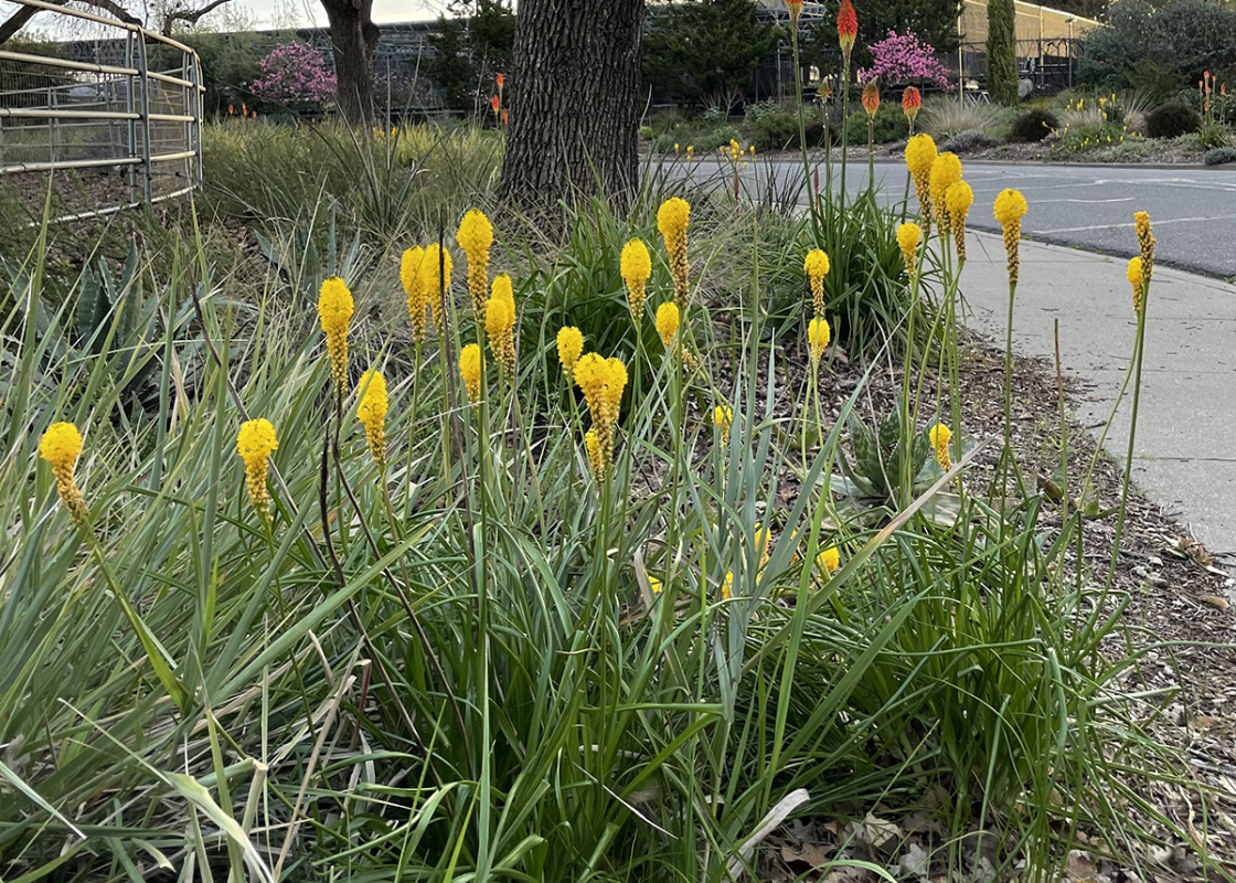 yellow bulbinella