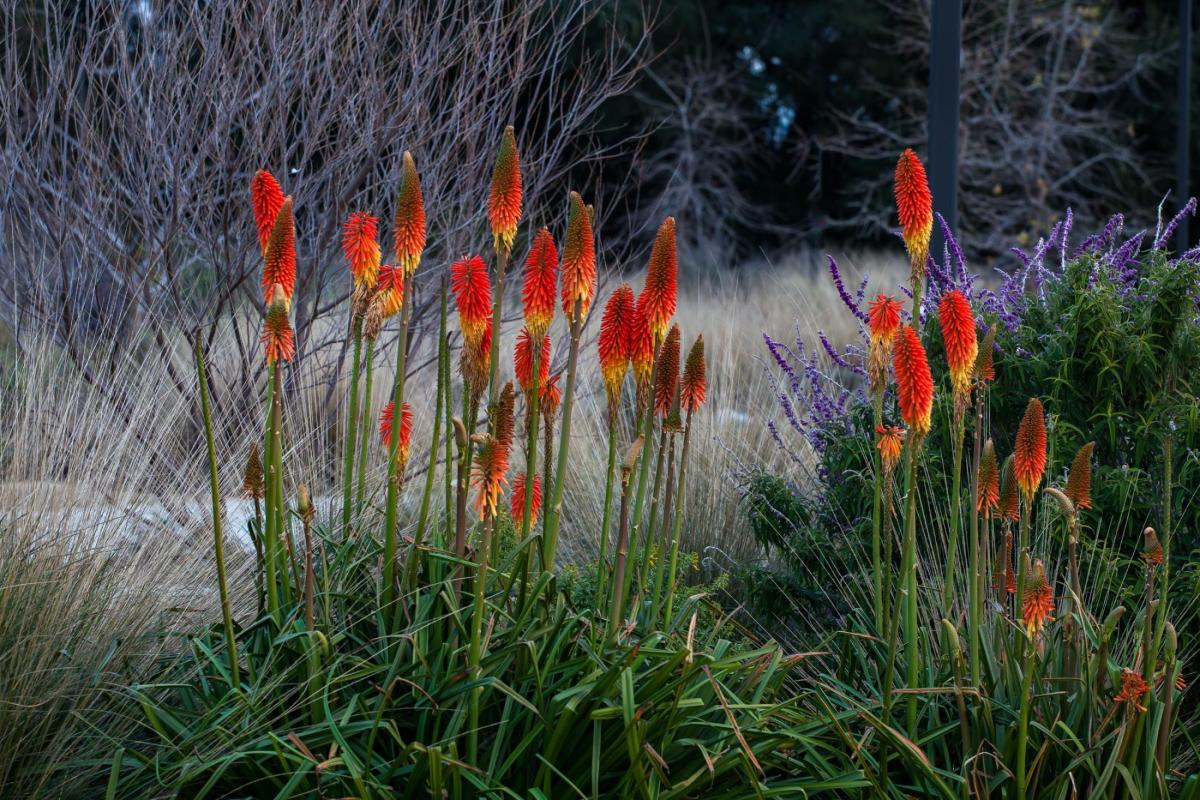 Christmas Cheer poker plant | UC Davis Arboretum and Public Garden