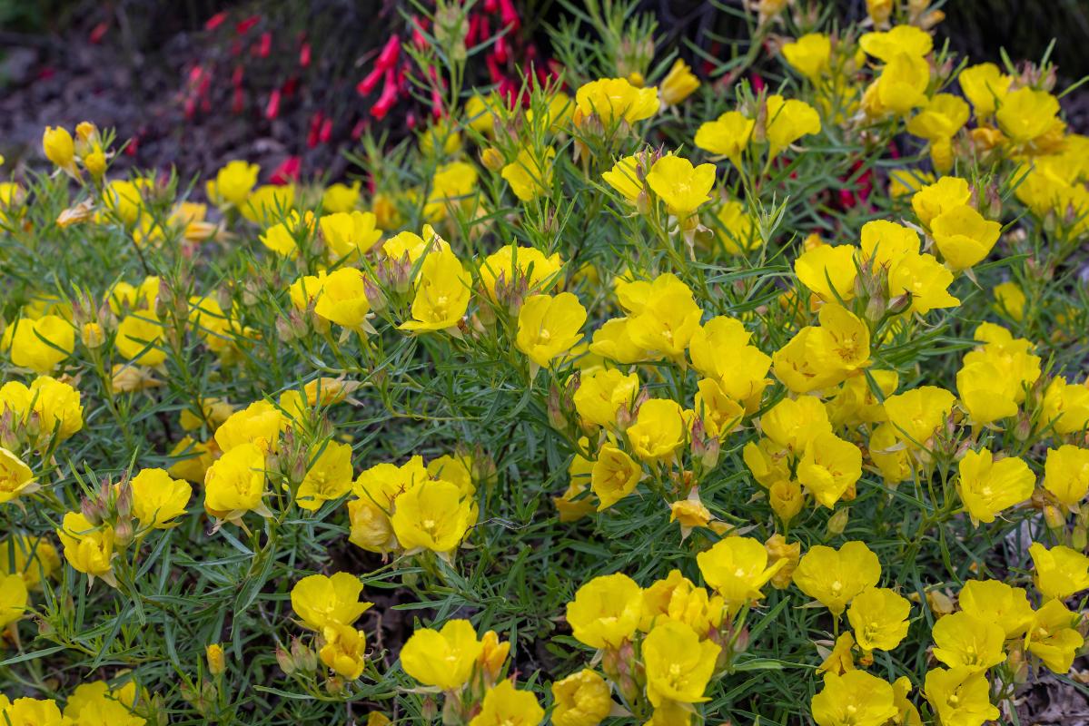 yellow sundrops.
