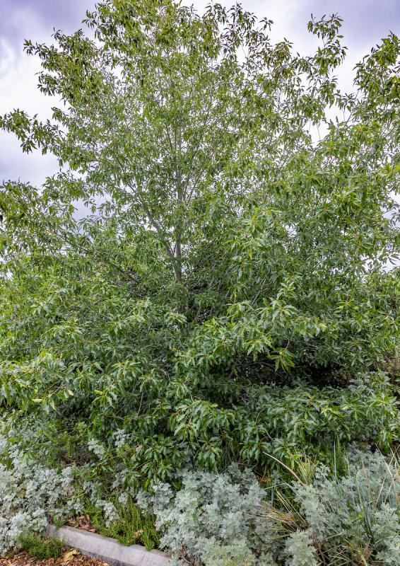Canby oak.
