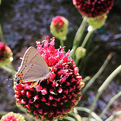 Image of butterfly on a plant in the UC Davis Arboretum.