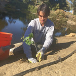 Image of UC Davis Arboretum and Public Garden Learning by Leading Waterway Stewardship intern planting a grape vine.