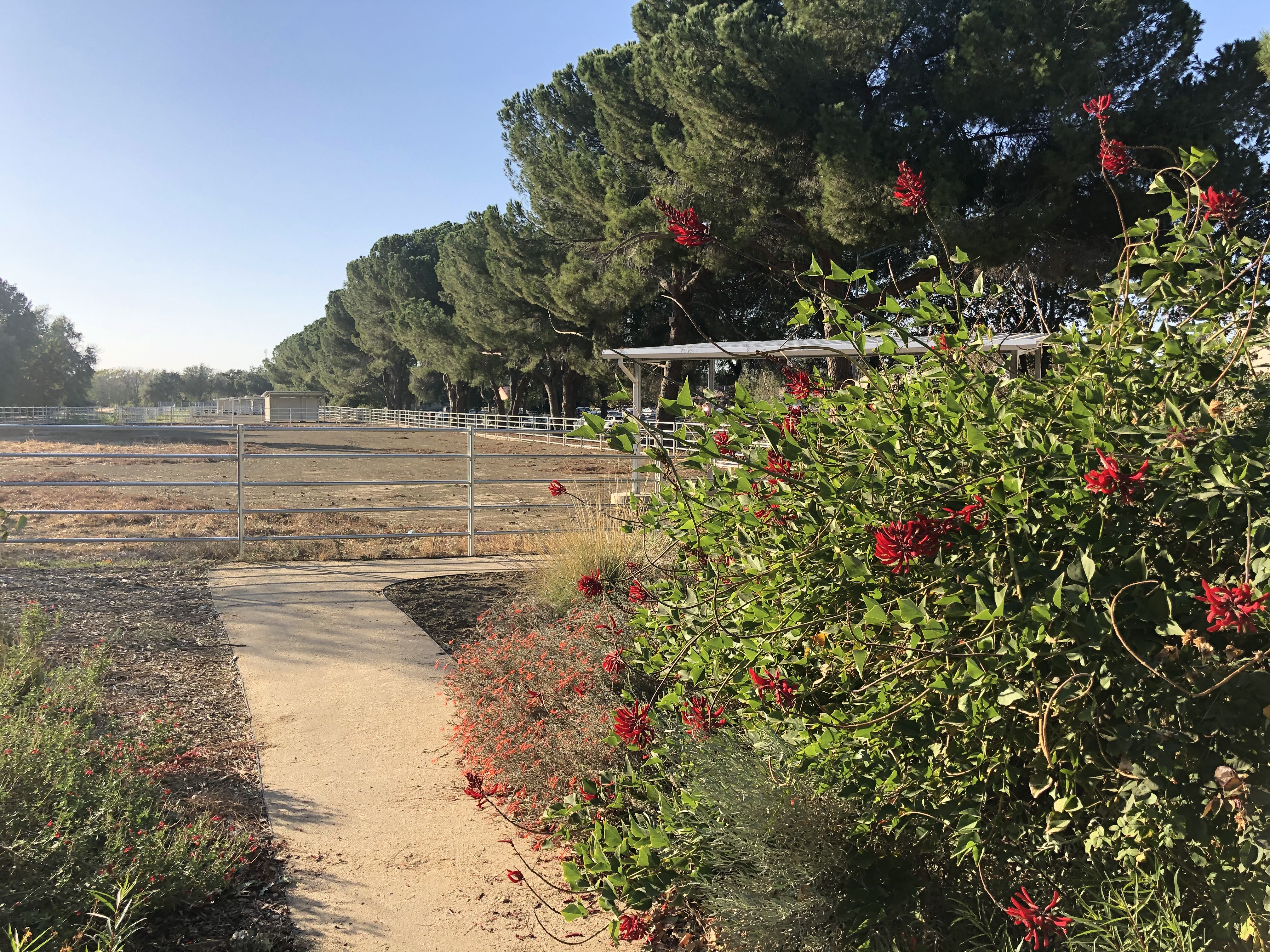 Image of the UC Davis Large Blood Donor Animal Facility as seen from the Ruth Risdon Storer Garden in the UC Davis Arboretum.