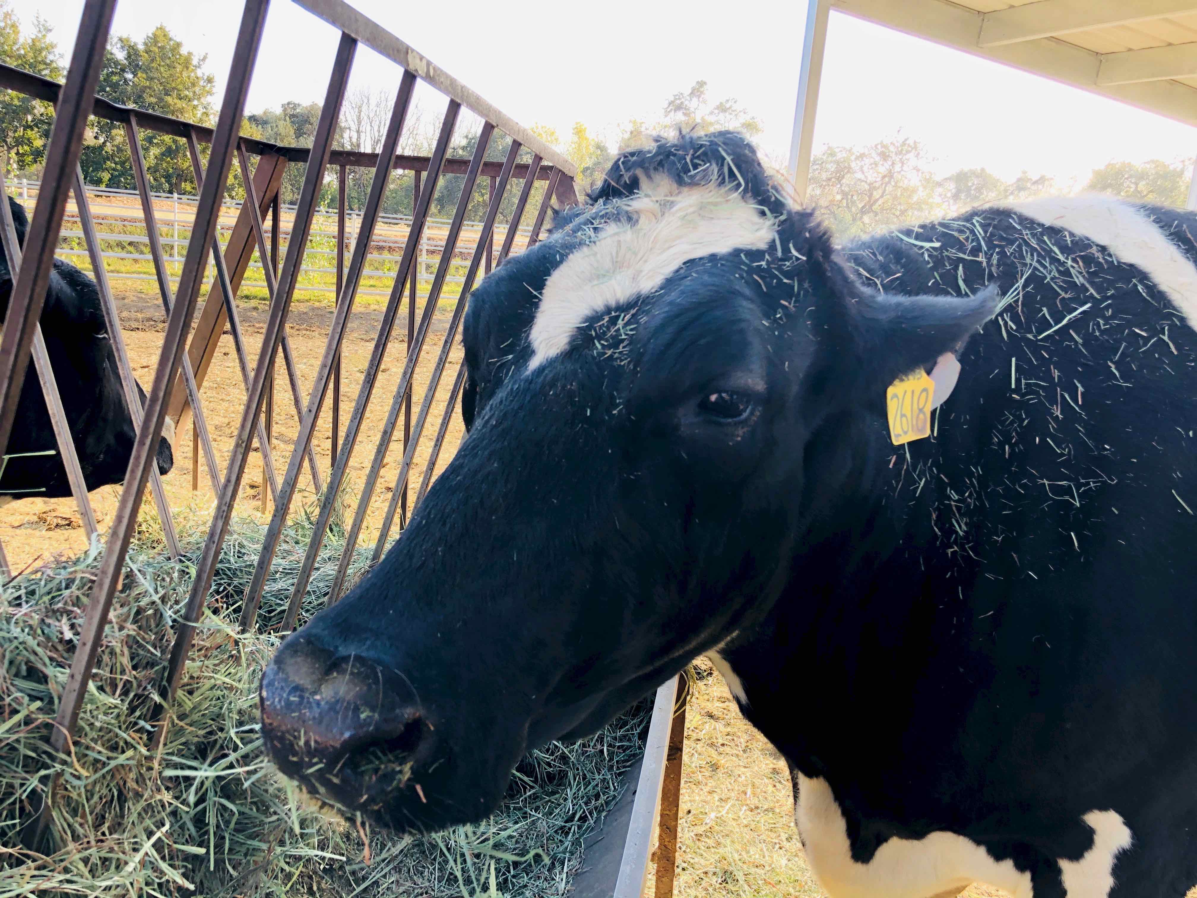 Image of cow resident at the UC Davis Large Blood Donor Animal Support Facility.