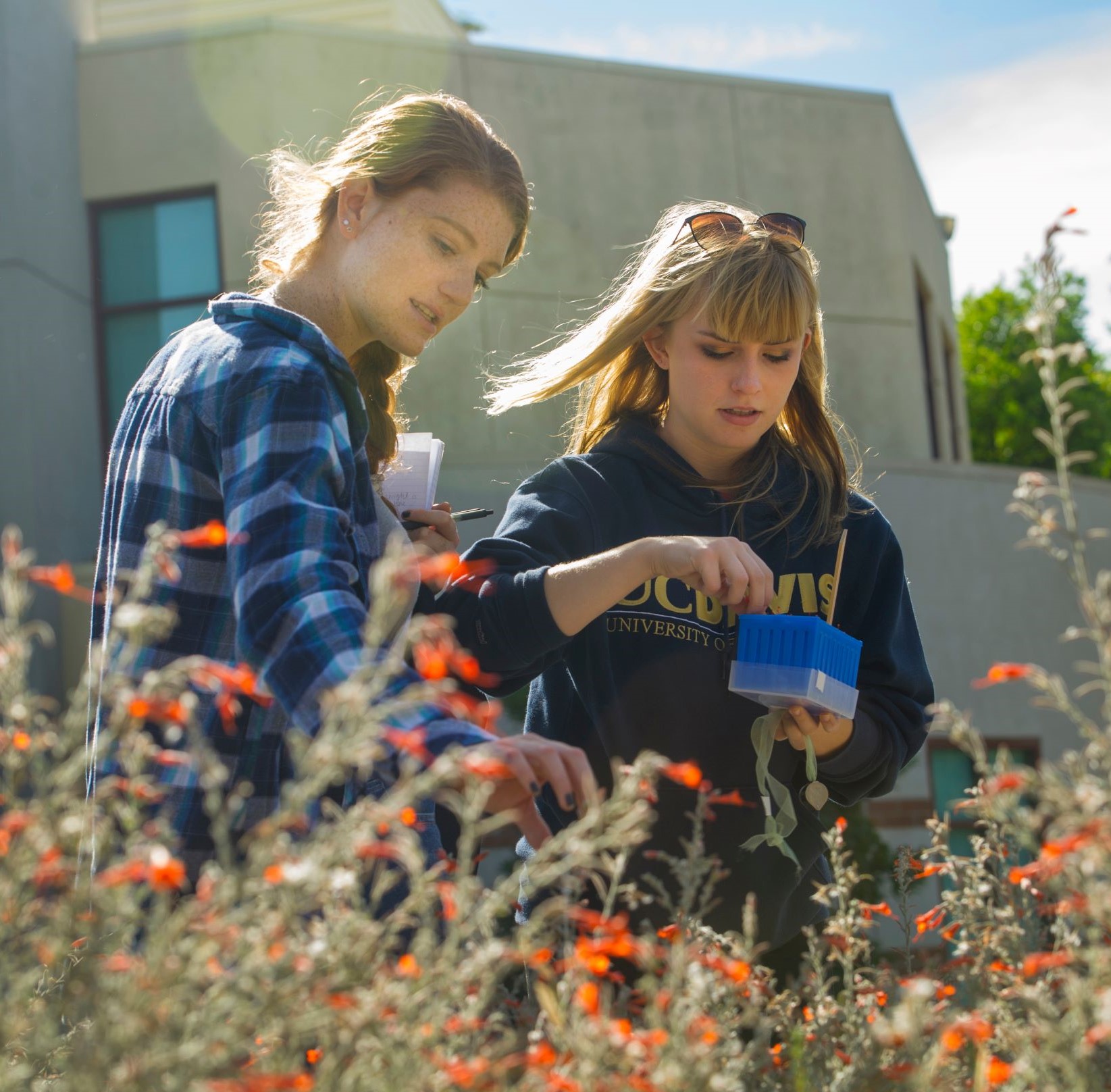 Two students examining fuchsta blossoms 