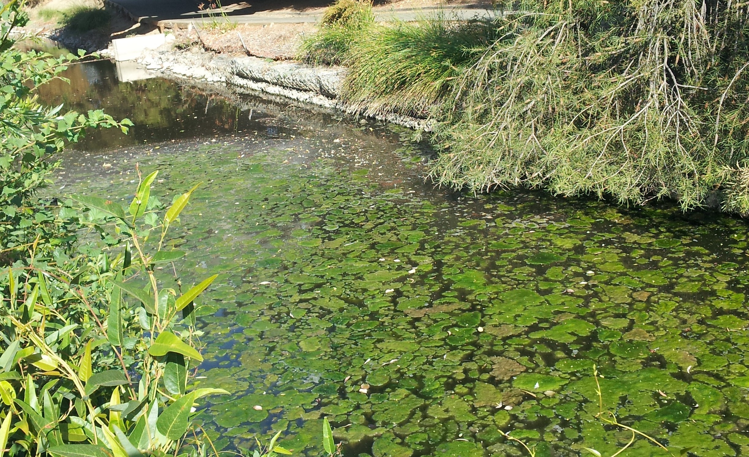 Photo of algae mats on the water prior to Phase 1 project completion