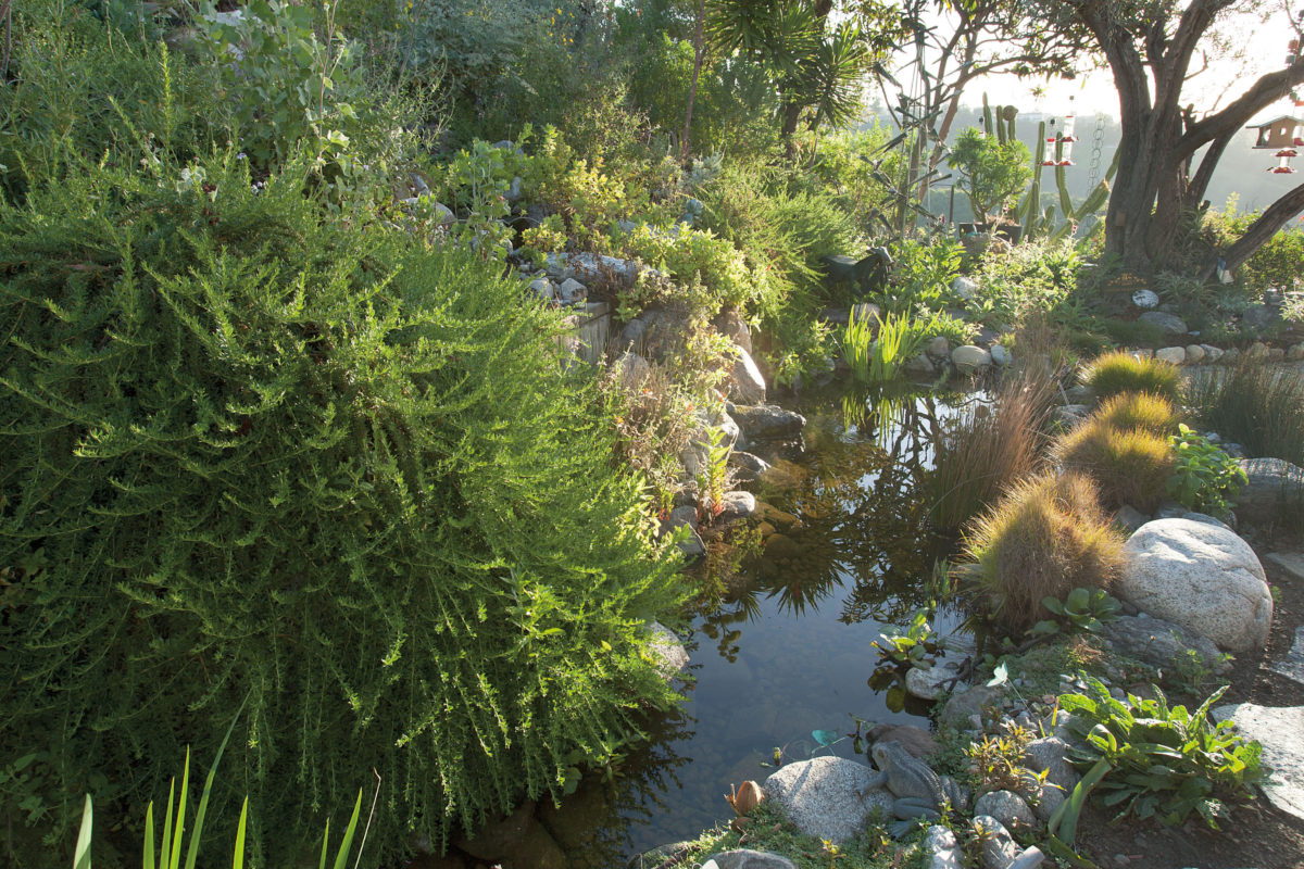 Photo of pond in Gottleib Native Garden