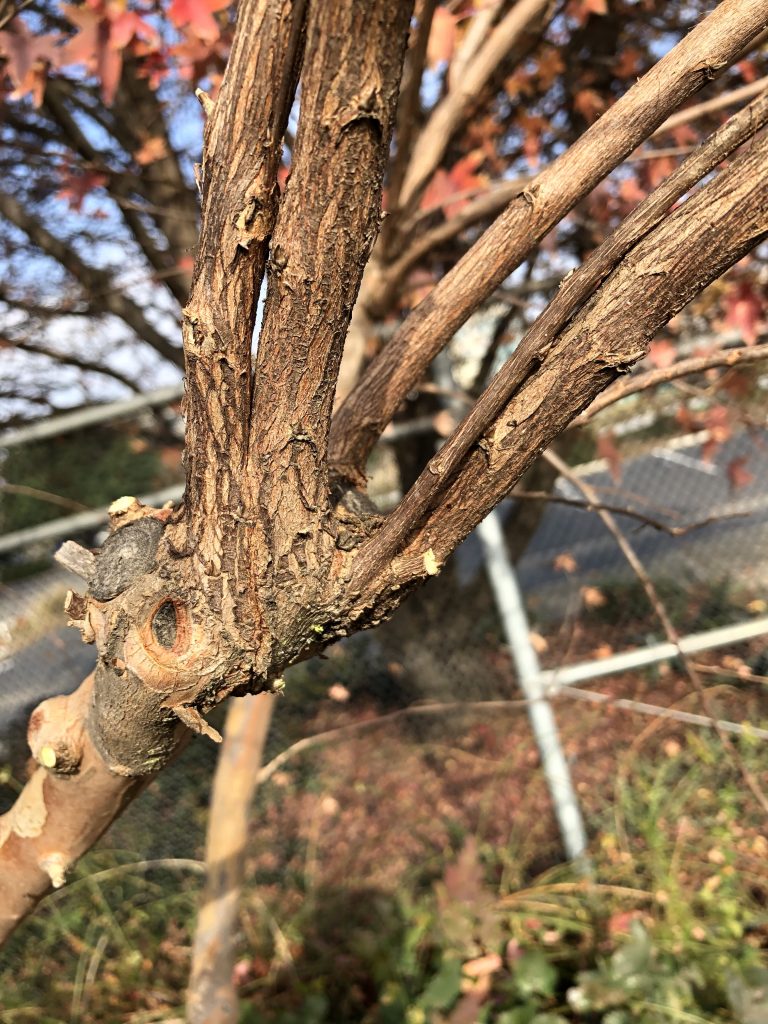 Close-up of myrtle branch.