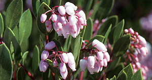 Arctostaphylos densiflora 'Howard McMinn'