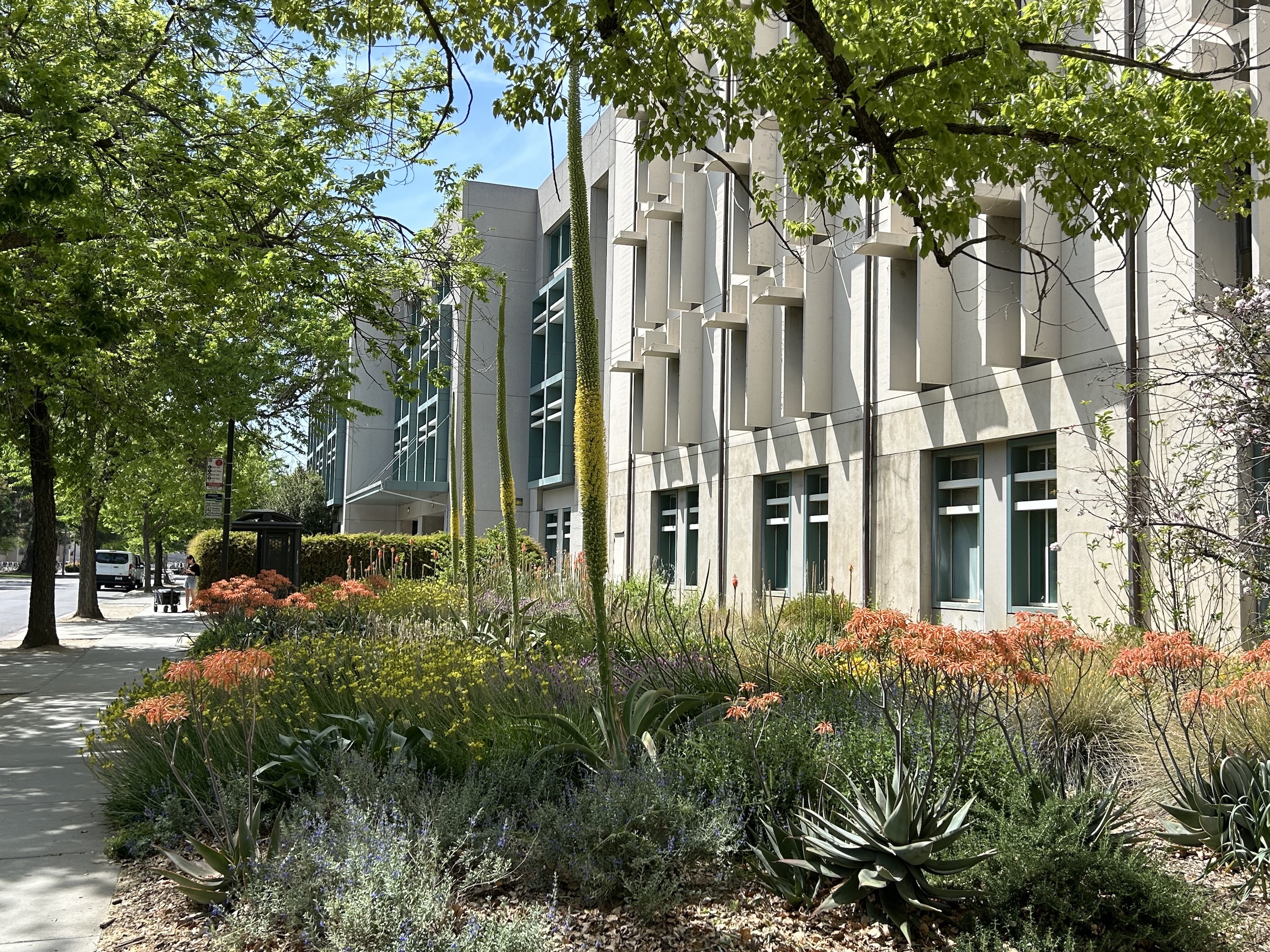 Colorful garden next to the Shields Library on the UC Davis campus, with tall, spiky plants and vibrant flowers, showcasing a lush, blooming landscape.