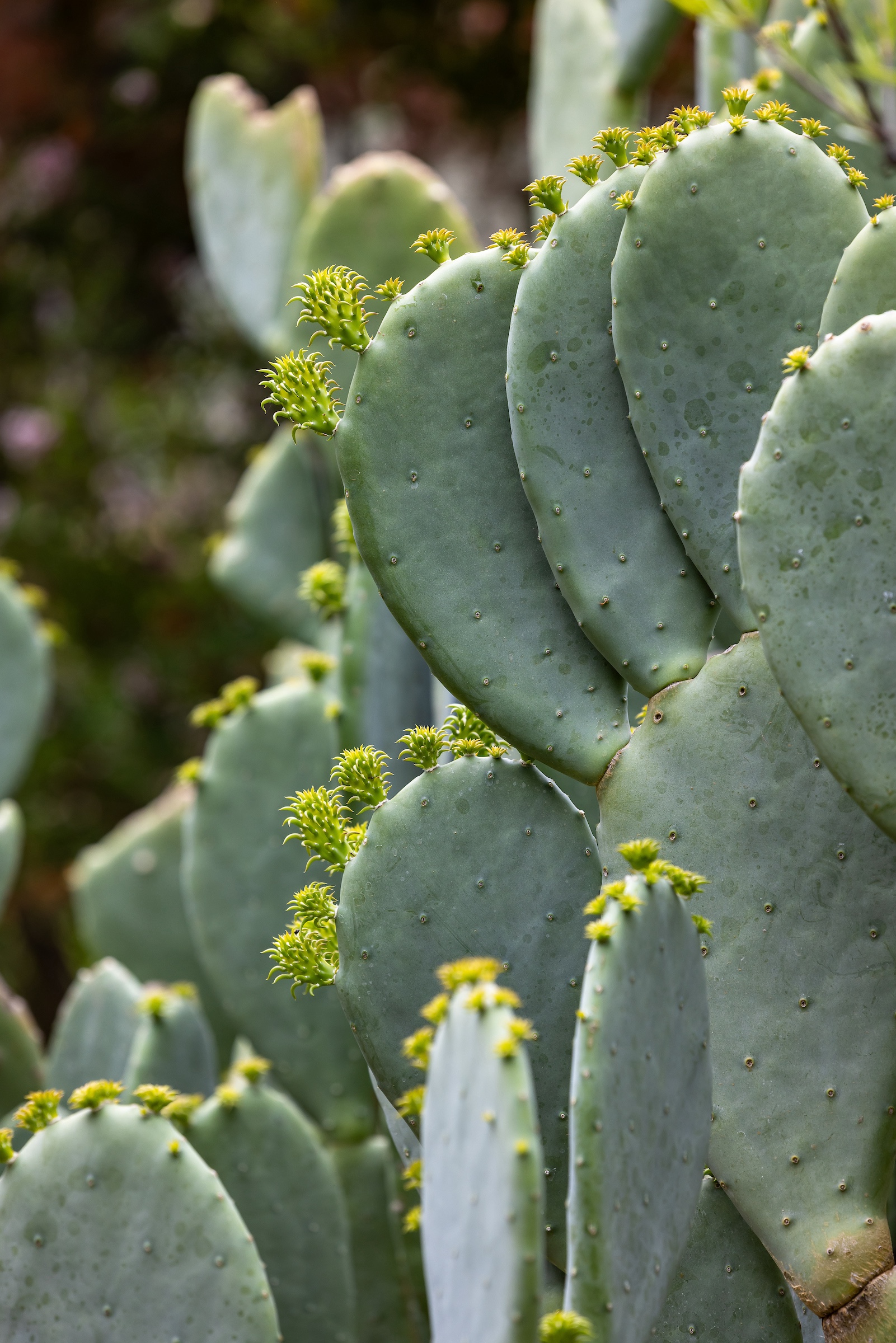 Ellisiana's prickly pear