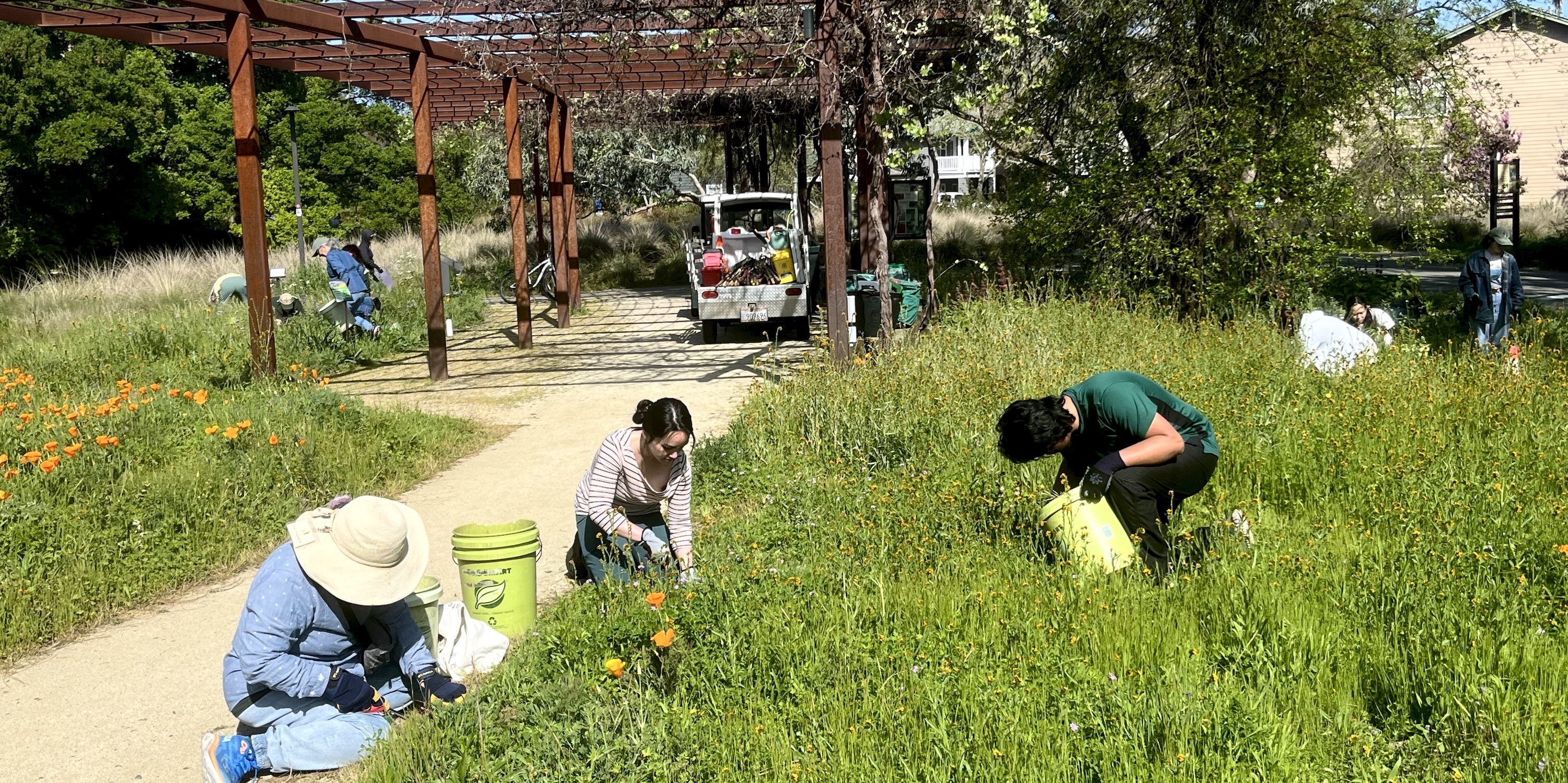 Volunteers kneel in the grass, pulling weeds in the Arboretum GATEway Garden