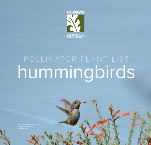 Hummingbird flying near fuchsia plant with the text "Pollinator Plant List Hummingbirds" above it.