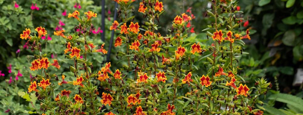 Image of monkey flower at the UC Davis Arboretum Teaching Nursery. 