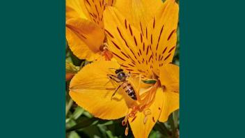 Bright orange alstromeria flower in bloom being visited by a bee.