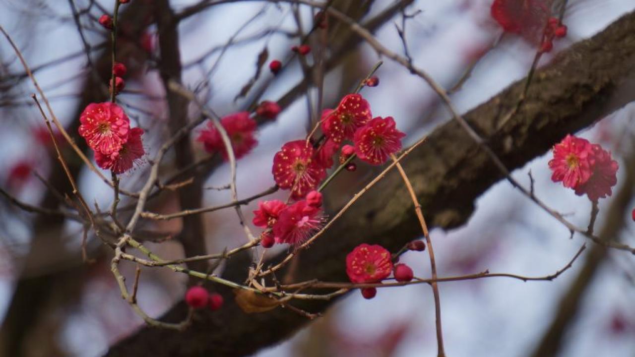 Japanese flowering apricot
