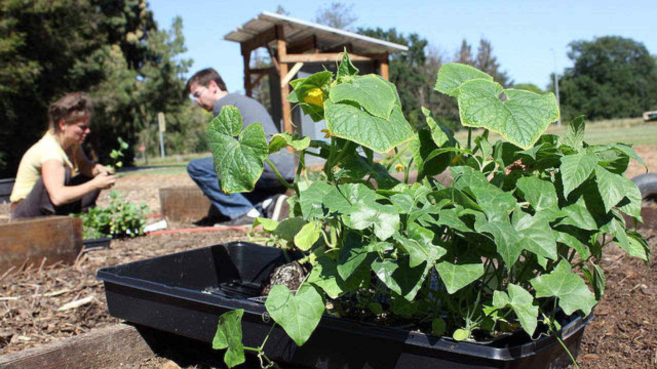 Horticulture Innovation Lab Demonstration Center