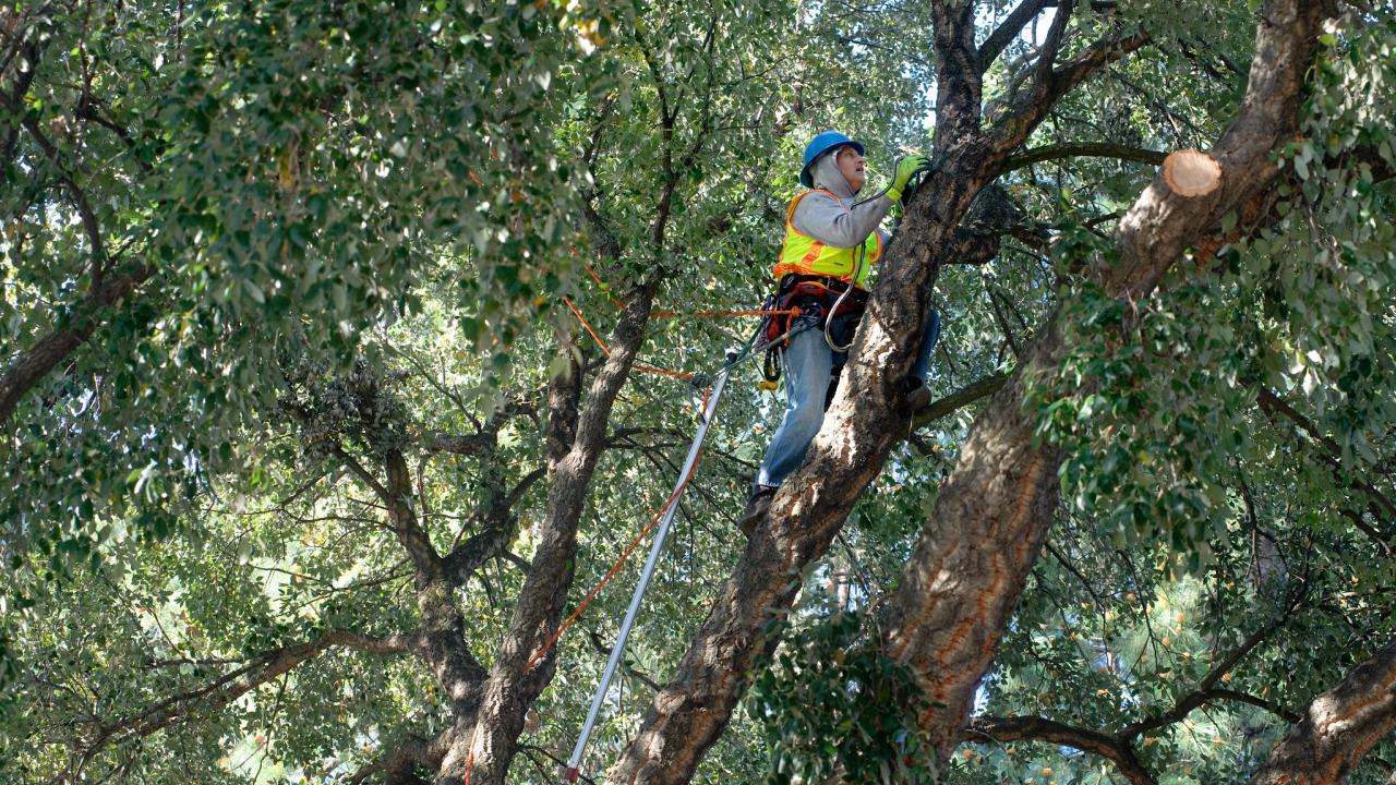 UC Davis tree trimmer